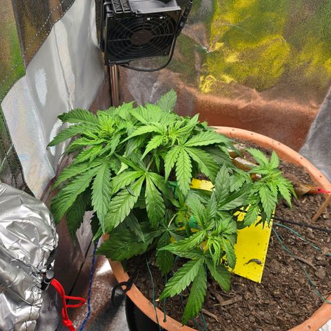 Delilah  growlog timeline photo