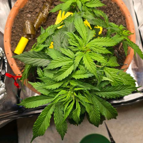 Delilah  growlog timeline photo