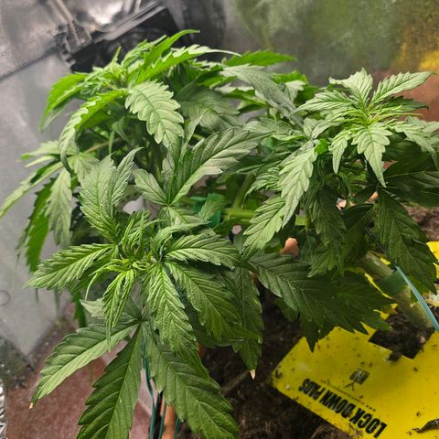 Delilah  growlog timeline photo
