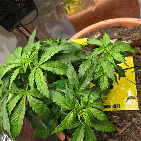 Delilah  growlog timeline photo
