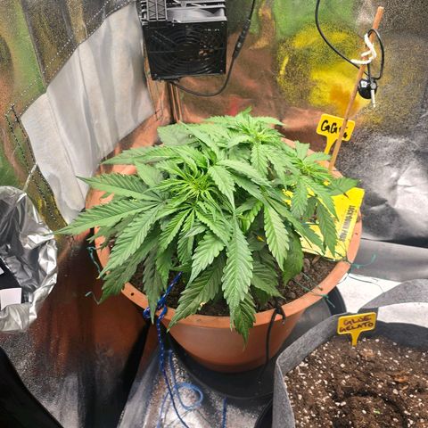Delilah  growlog timeline photo
