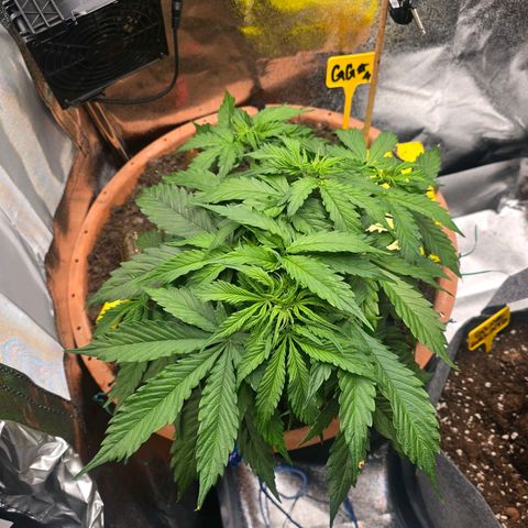 Delilah  growlog timeline photo