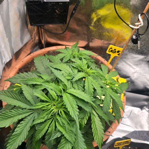 Delilah  growlog timeline photo