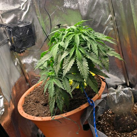 Delilah  growlog photo: Börjar synas långa vita pistiller inuti plantan nu vid noderna