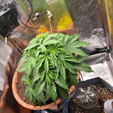 Delilah  growlog photo: Börjar synas långa vita pistiller inuti plantan nu vid noderna