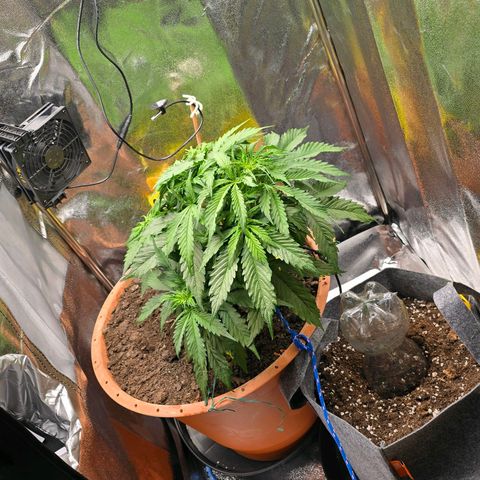 Delilah  growlog photo: Börjar synas långa vita pistiller inuti plantan nu vid noderna