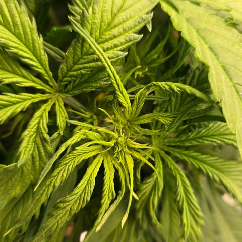 Delilah  growlog photo: Börjar synas långa vita pistiller inuti plantan nu vid noderna