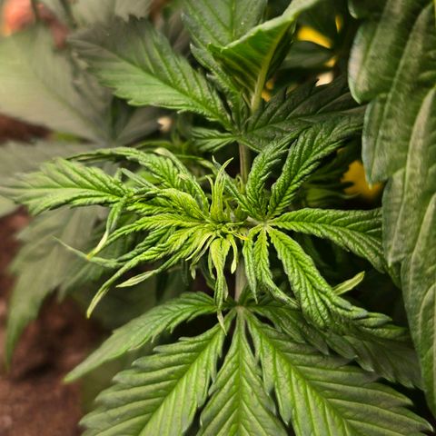 Delilah  growlog photo: Börjar synas långa vita pistiller inuti plantan nu vid noderna