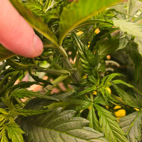 Delilah  growlog photo: Börjar synas långa vita pistiller inuti plantan nu vid noderna