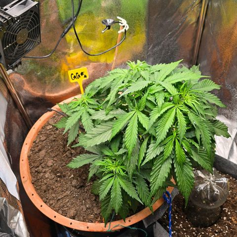 Delilah  growlog photo: Börjar synas långa vita pistiller inuti plantan nu vid noderna