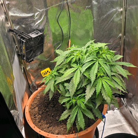 Delilah  growlog photo: Gav henne 3,5l vatten idag med terra flores (50%) och cannazym (50%) och gjorde lite LST med några bender-clips och tackade in några blad för att öppna upp kronan på henne