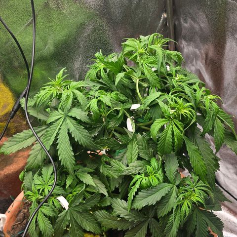 Delilah  growlog photo: Gav henne 3,5l vatten idag med terra flores (50%) och cannazym (50%) och gjorde lite LST med några bender-clips och tackade in några blad för att öppna upp kronan på henne