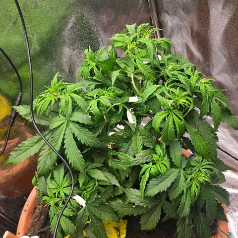 Delilah  growlog photo: Gav henne 3,5l vatten idag med terra flores (50%) och cannazym (50%) och gjorde lite LST med några bender-clips och tackade in några blad för att öppna upp kronan på henne