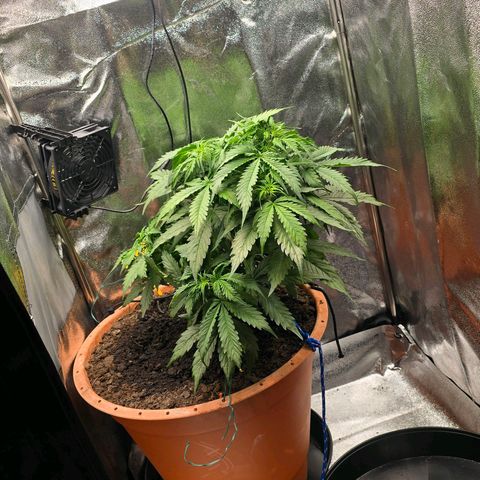 Delilah  growlog photo: Gav henne 3,5l vatten idag med terra flores (50%) och cannazym (50%) och gjorde lite LST med några bender-clips och tackade in några blad för att öppna upp kronan på henne