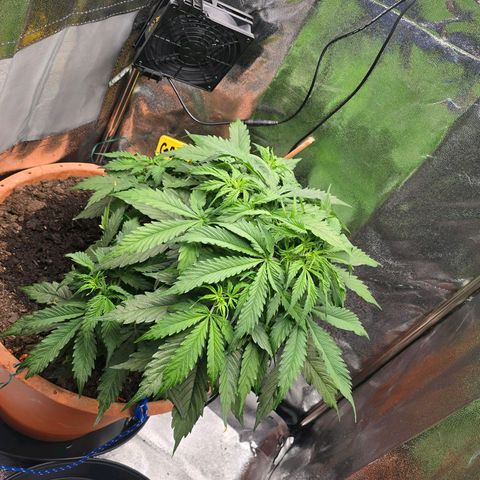 Delilah  growlog photo: Gav henne 3,5l vatten idag med terra flores (50%) och cannazym (50%) och gjorde lite LST med några bender-clips och tackade in några blad för att öppna upp kronan på henne