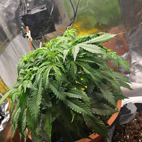 Delilah  growlog photo: Hon studsade tillbaka lika snabbt, råkade dock bryta av en gren idag som jag satt en liten tejpbit runt nu😭