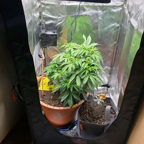 Delilah  growlog photo: Idag ser hon riktigt fin och spänstig ut efter att ha fått sin första riktiga näring för 2 dagar sen (37cm)