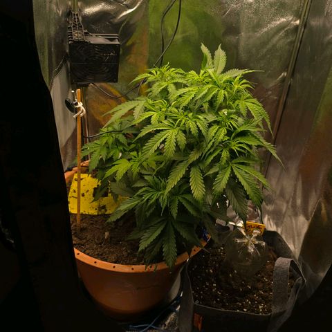 Delilah  growlog photo: Idag ser hon riktigt fin och spänstig ut efter att ha fått sin första riktiga näring för 2 dagar sen (37cm)