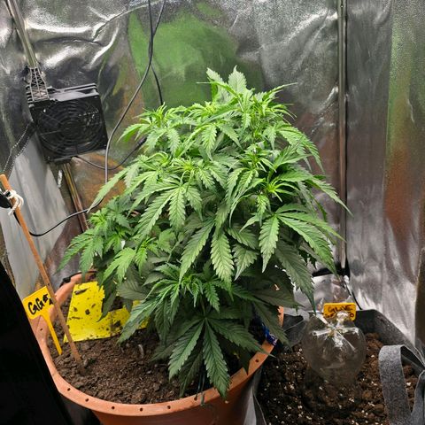 Delilah  growlog photo: Idag ser hon riktigt fin och spänstig ut efter att ha fått sin första riktiga näring för 2 dagar sen (37cm)