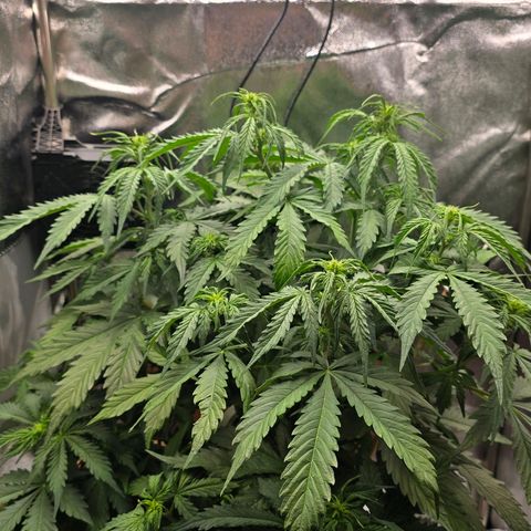 Delilah  growlog photo: Vattnade henne idag med 3,5l vatten och cannazym (75% dos) och satt in en ny fläkt med ett trellis nät för att sprida ut grenarna