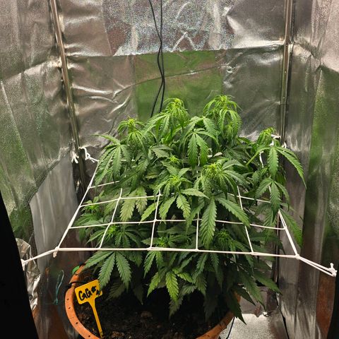 Delilah  growlog photo: Vattnade henne idag med 3,5l vatten och cannazym (75% dos) och satt in en ny fläkt med ett trellis nät för att sprida ut grenarna