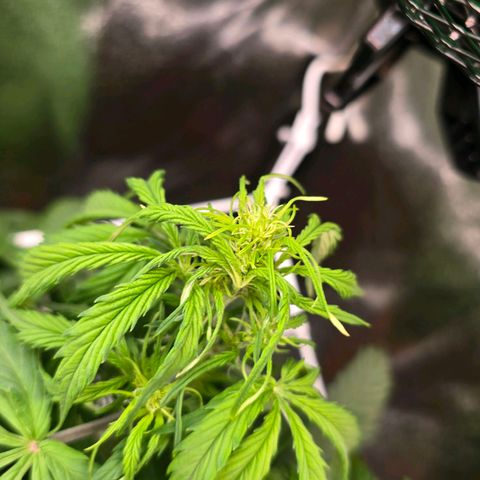 Delilah  growlog photo: Vattnade henne idag med 3,5l vatten och cannazym (75% dos) och satt in en ny fläkt med ett trellis nät för att sprida ut grenarna