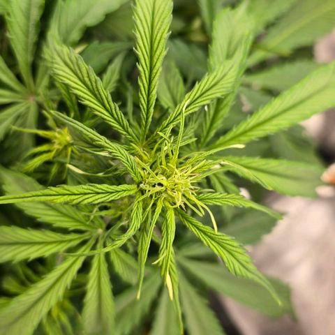 Delilah  growlog photo: Vattnade henne idag med 3,5l vatten och cannazym (75% dos) och satt in en ny fläkt med ett trellis nät för att sprida ut grenarna