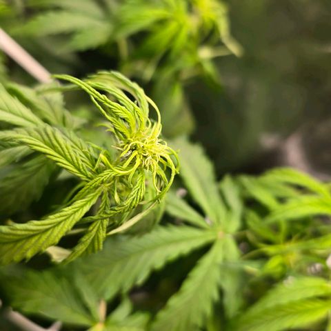 Delilah  growlog photo: Vattnade henne idag med 3,5l vatten och cannazym (75% dos) och satt in en ny fläkt med ett trellis nät för att sprida ut grenarna