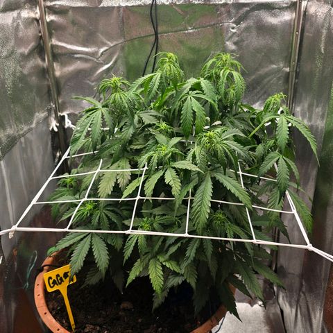 Delilah  growlog photo: Vattnade henne idag med 3,5l vatten och cannazym (75% dos) och satt in en ny fläkt med ett trellis nät för att sprida ut grenarna