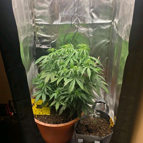 Delilah  growlog photo: Vattnade henne idag med 3,5l vatten och cannazym (75% dos) och satt in en ny fläkt med ett trellis nät för att sprida ut grenarna