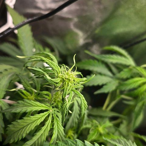 Delilah  growlog photo: Vattnade henne idag med 3,5l vatten och cannazym (75% dos) och satt in en ny fläkt med ett trellis nät för att sprida ut grenarna