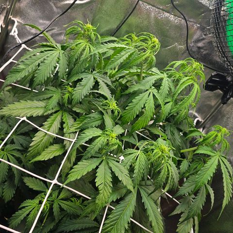 Delilah  growlog photo: Vattnade henne idag med 3,5l vatten och cannazym (75% dos) och satt in en ny fläkt med ett trellis nät för att sprida ut grenarna