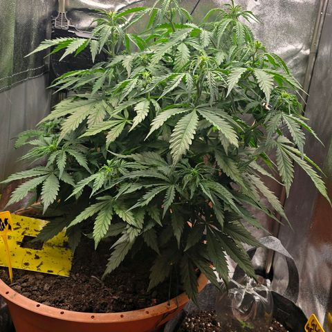 Delilah  growlog photo: Vattnade henne idag med 3,5l vatten och cannazym (75% dos) och satt in en ny fläkt med ett trellis nät för att sprida ut grenarna