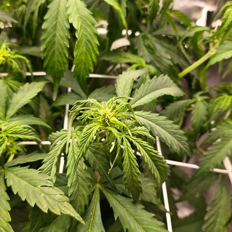 Delilah  growlog photo: Vattnade henne idag med 3,5l vatten och cannazym (75% dos) och satt in en ny fläkt med ett trellis nät för att sprida ut grenarna