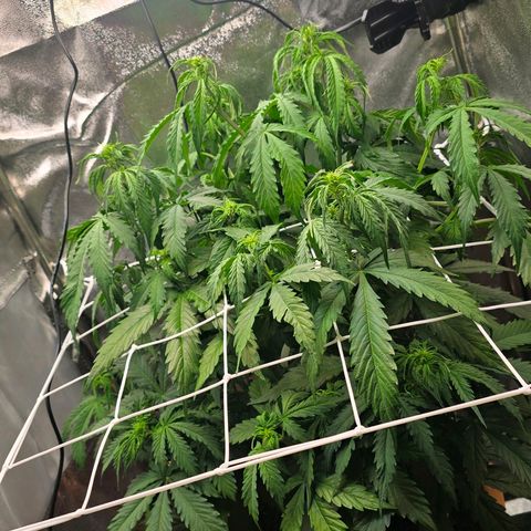 Delilah  growlog photo: Vattnade henne idag med 3,5l vatten och cannazym (75% dos) och satt in en ny fläkt med ett trellis nät för att sprida ut grenarna