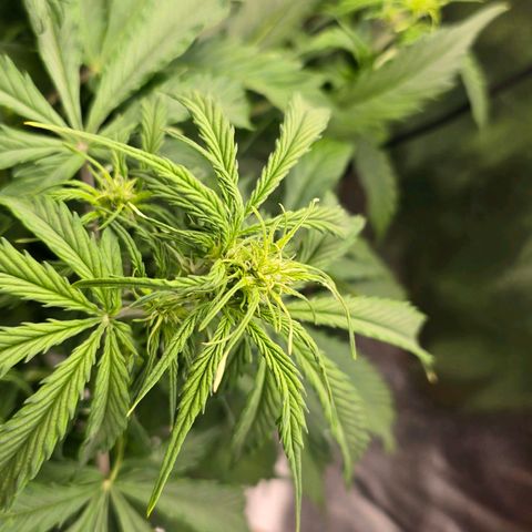 Delilah  growlog photo: Vattnade henne idag med 3,5l vatten och cannazym (75% dos) och satt in en ny fläkt med ett trellis nät för att sprida ut grenarna