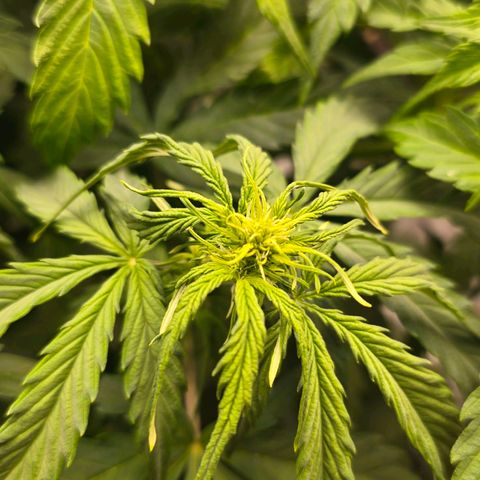 Delilah  growlog photo: Vattnade henne idag med 3,5l vatten och cannazym (75% dos) och satt in en ny fläkt med ett trellis nät för att sprida ut grenarna