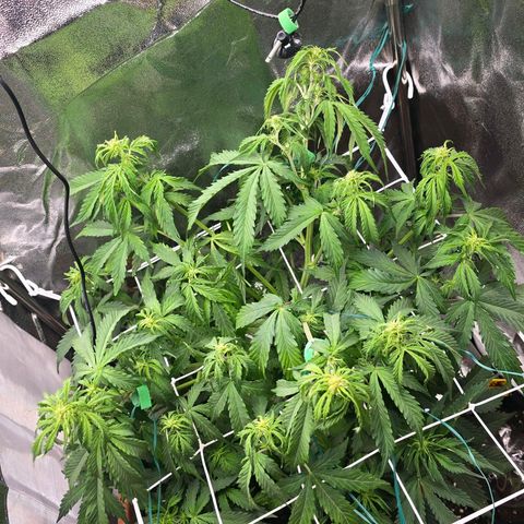 Delilah  growlog timeline photo