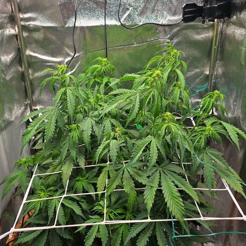 Delilah  growlog timeline photo