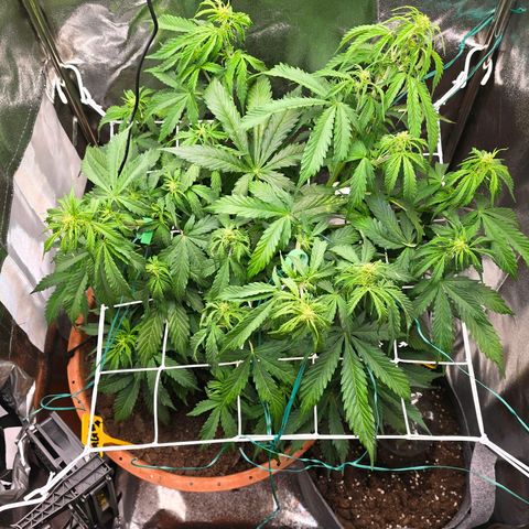 Delilah  growlog timeline photo