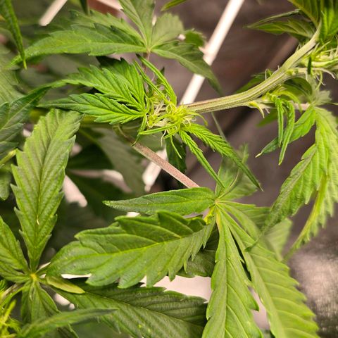 Delilah  growlog timeline photo