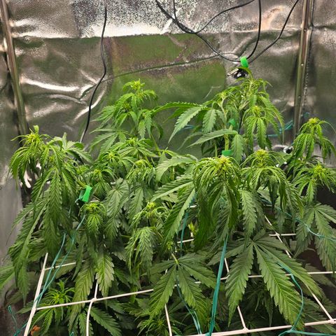 Delilah  growlog timeline photo
