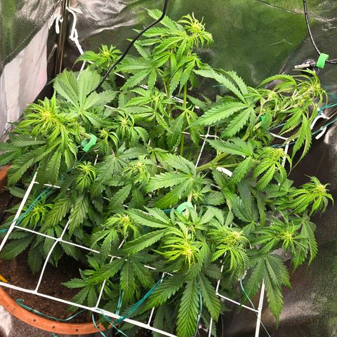 Delilah  growlog timeline photo