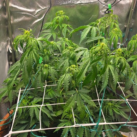 Delilah  growlog timeline photo