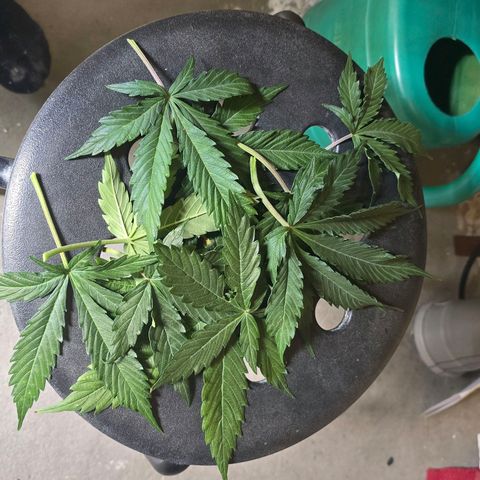 Delilah  growlog timeline photo