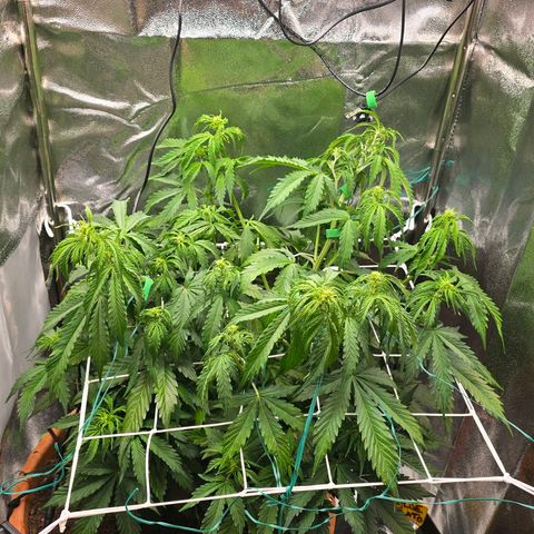 Delilah  growlog timeline photo