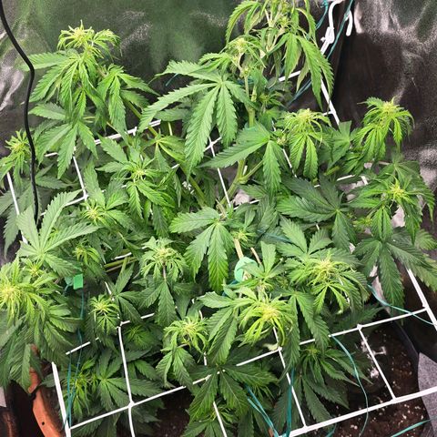 Delilah  growlog timeline photo