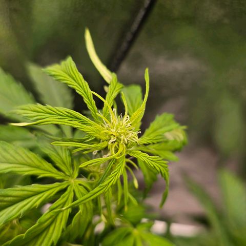 Delilah  growlog timeline photo