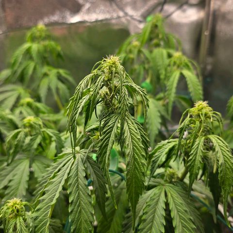 Delilah  growlog timeline photo