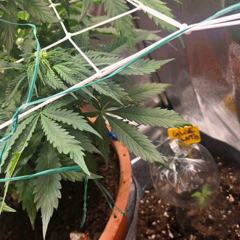 Delilah  growlog timeline photo